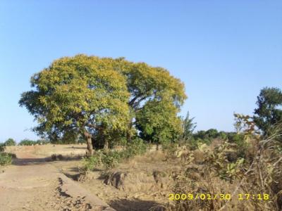 14-kkore-banamba-taj3.jpg